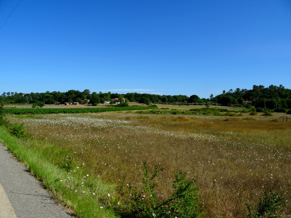 Prairie entre Tourves et St Maximin, Var 