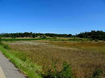 Prairie entre Tourves et St Maximin, Var 