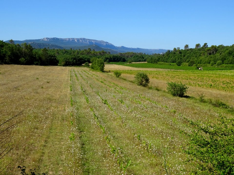 La Sainte Baume au loin, prairie et vignes entre Tourves e… 
