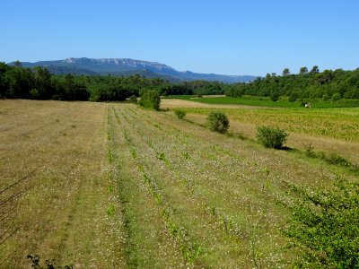 La Sainte Baume au loin, prairie et vignes entre Tourves e… 