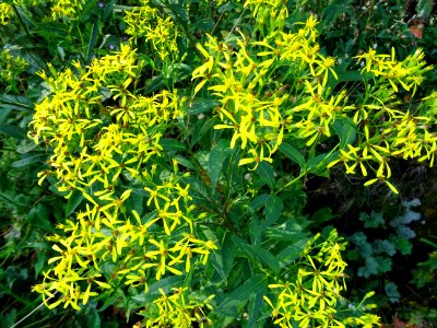 Séneçon de Fuchs, Senecio ovatus, Asteracées 