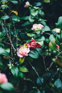 Bloom spring flowers green