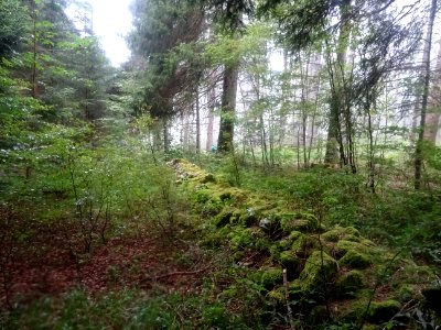 Muret Frontière France-Suisse au fond des bois, le vélo es… 