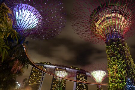 Supertree singapore garden by the bay photo