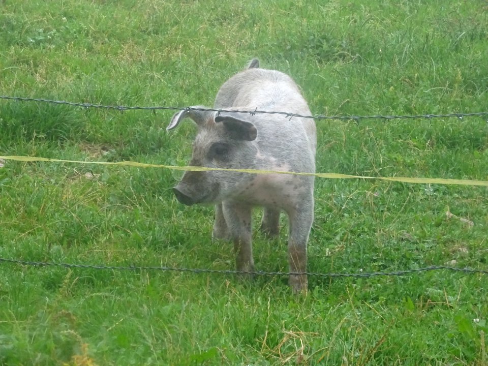 Un cochon gris et rose, qui m'a bien fait rire pendant 3 m… 