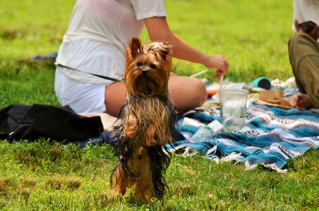 Central park animals summer
