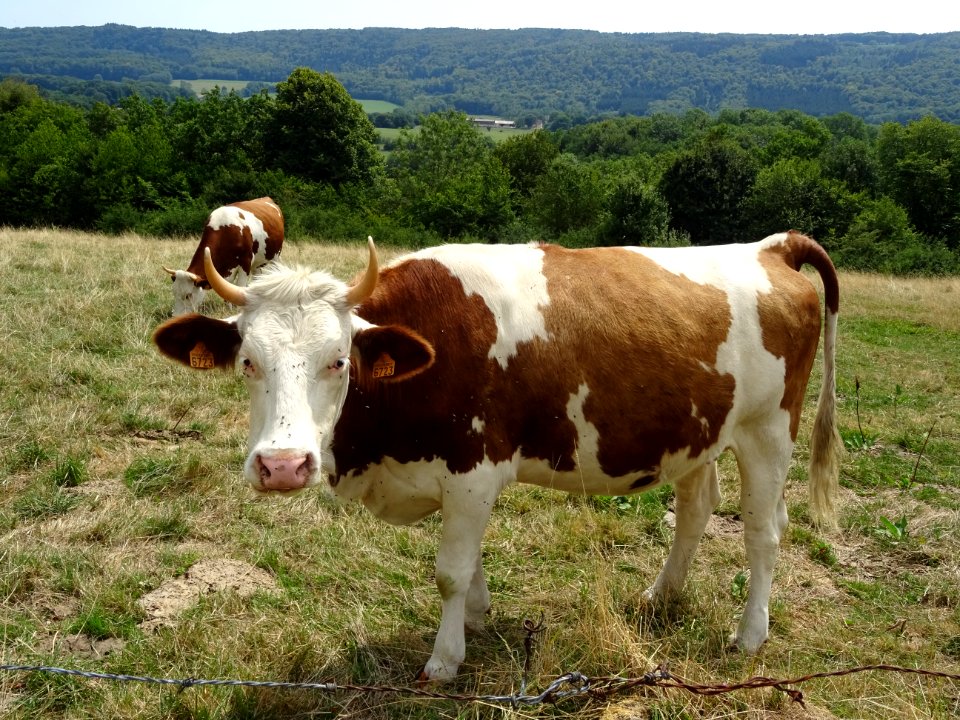 Une belle vache, de race Montbéliarde, Blamont, Doubs 