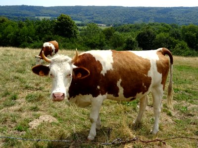 Une belle vache, de race Montbéliarde, Blamont, Doubs 
