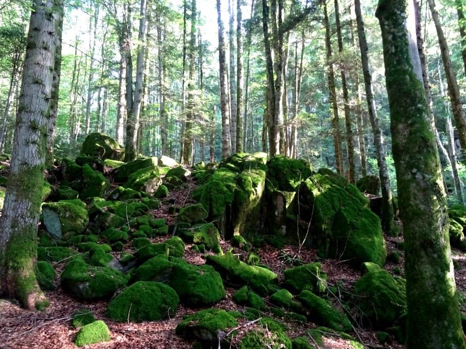 Minéral et végétal dans le sous-bois 