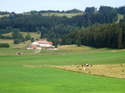 Des sapins, une ferme et des vaches, près de Charquemont, … 