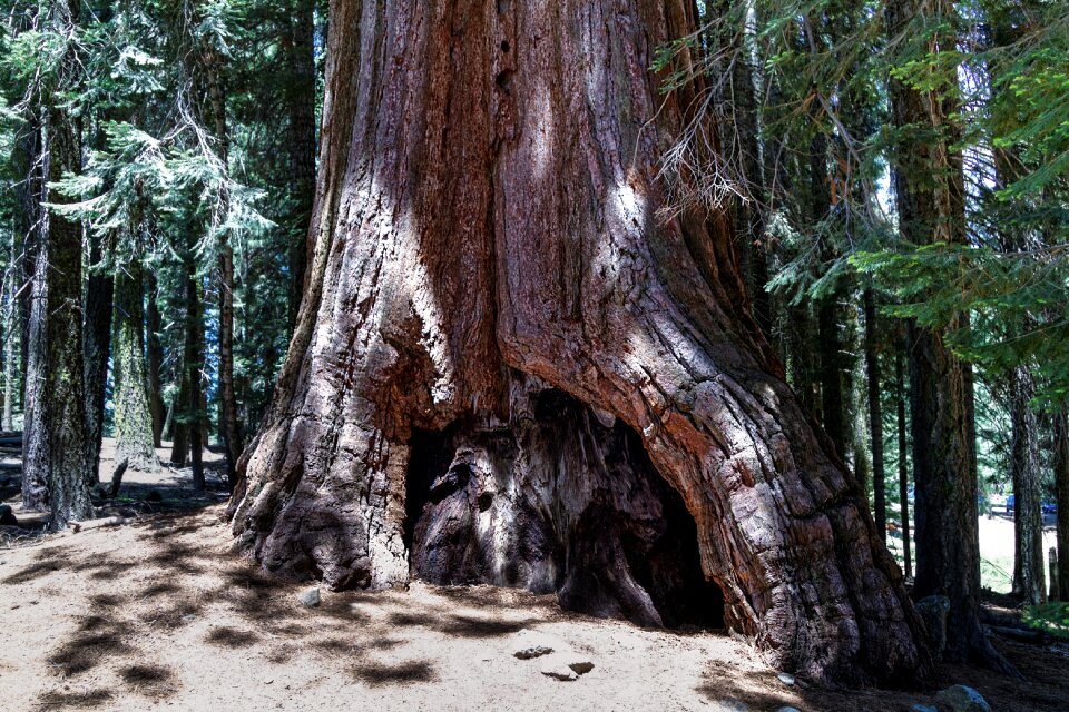 California sequoia usa