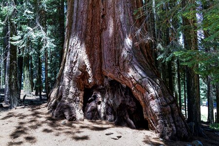 California sequoia usa photo