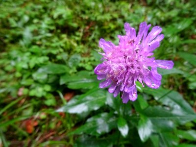 Une scabieuse trempée dans le sous-bois, ... lors d'une pa… 