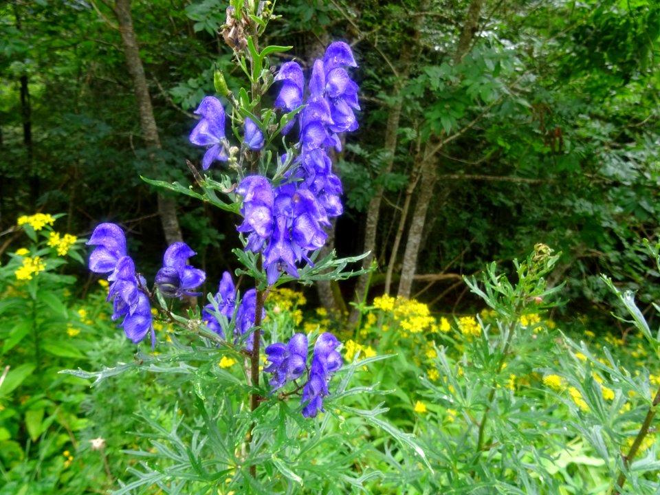 Aconit napel, Aconitum napellus, Ranunculacées. C'est l'un… 