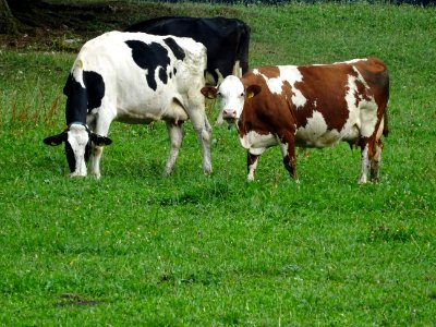 Des vaches, côté Suisse 