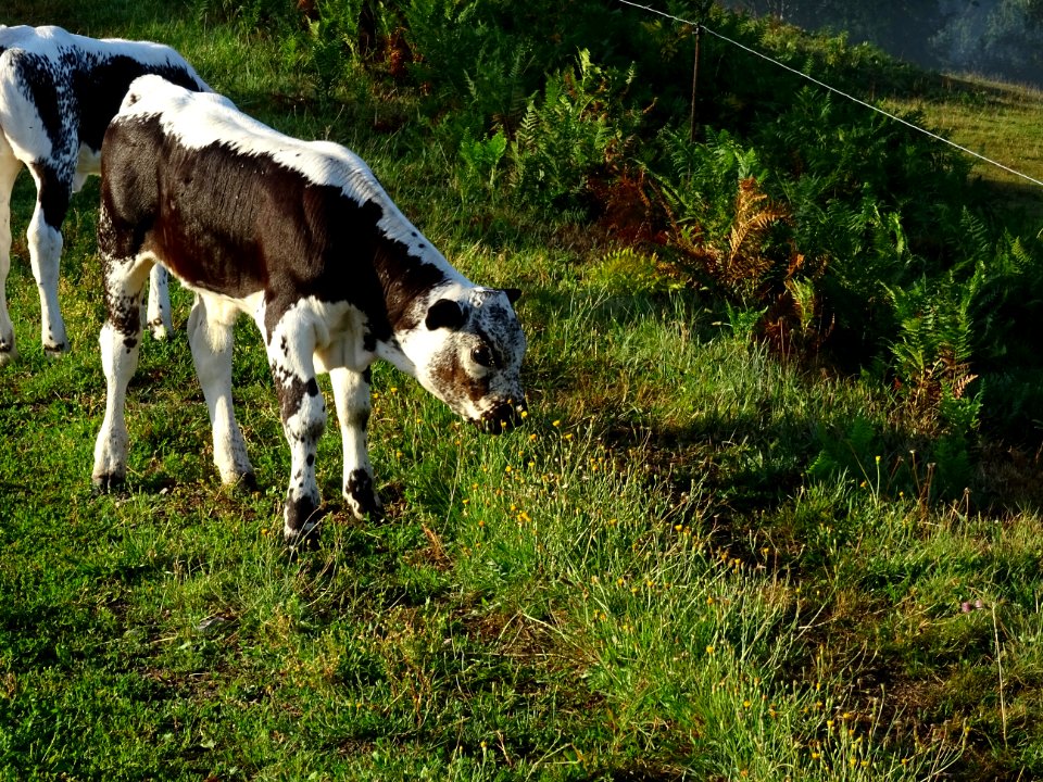 Un veau de race Vosgienne, bien mignon, broute l'herbe ver… 