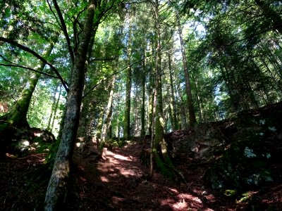 Sous bois, lieu-dit le Saut de la Truite 
