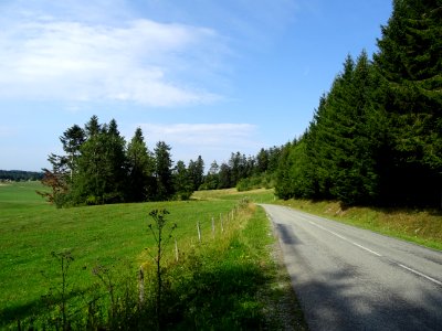 Prairie et forêt de sapins avant d'arriver à Fournet-Blanc… 