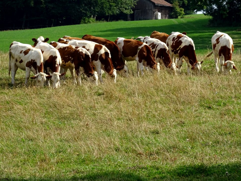 De belles vaches, de race Montbéliarde, comme à la parade,… 