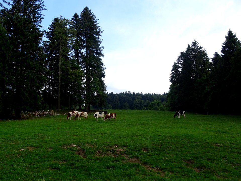 Encore des vaches et des sapins. En même temps, on est en … 