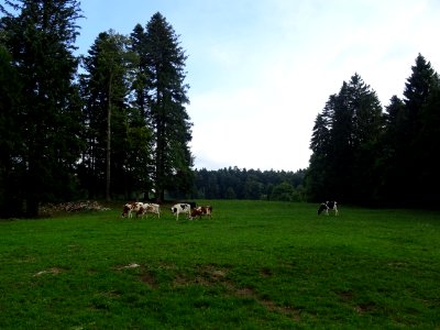 Encore des vaches et des sapins. En même temps, on est en … 
