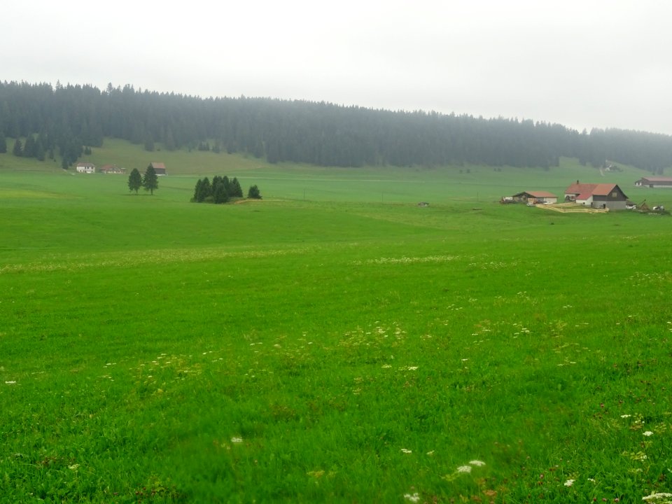 Prairies et forêt de sapins, marais de la Châtagne, Suisse… 