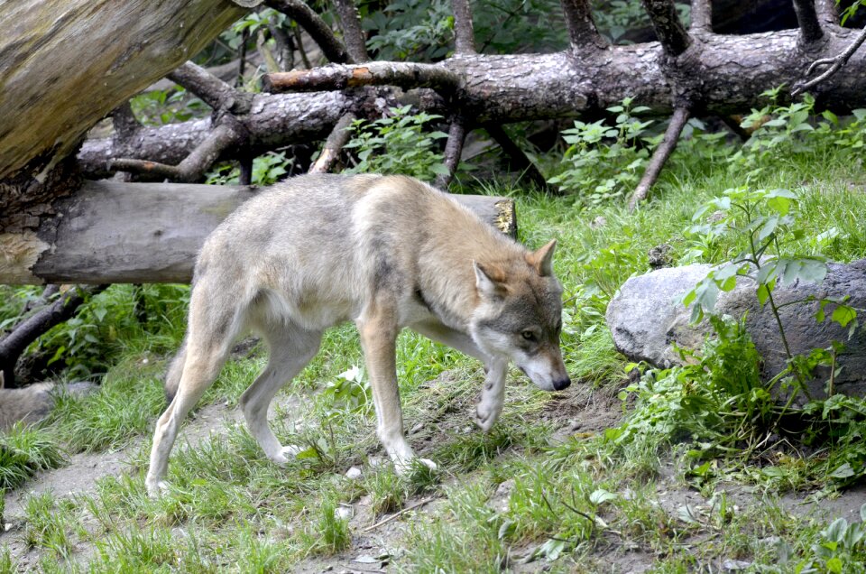 Wild animal dangerous hunter