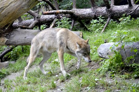 Wild animal dangerous hunter