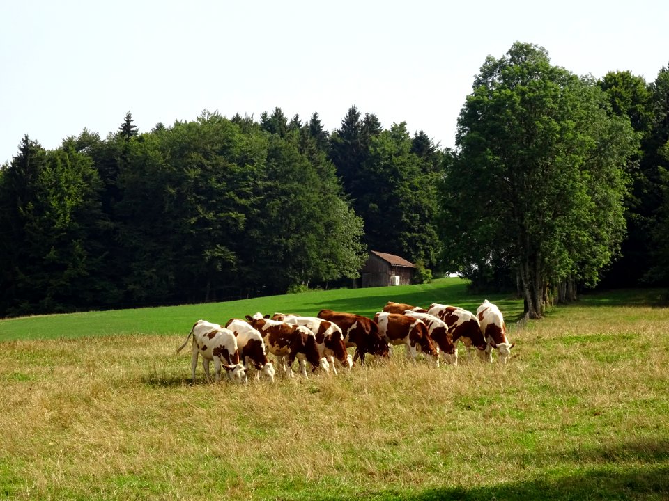 De belles vaches (de race Montbéliarde) comme à la parade,… 