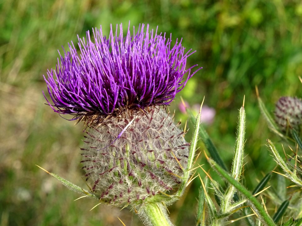 Cirse laineux, Cirsium eriophorum, Astéracées 