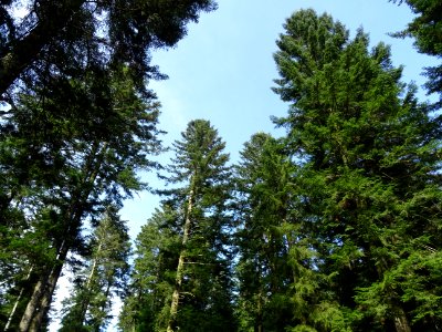 Des sapins 