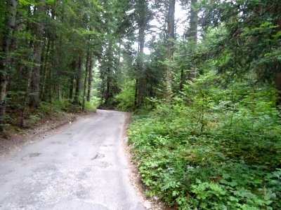 Dernière montée dans un petit bois pour franchir la fronti… 