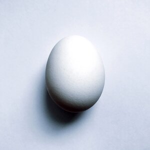Food protein white