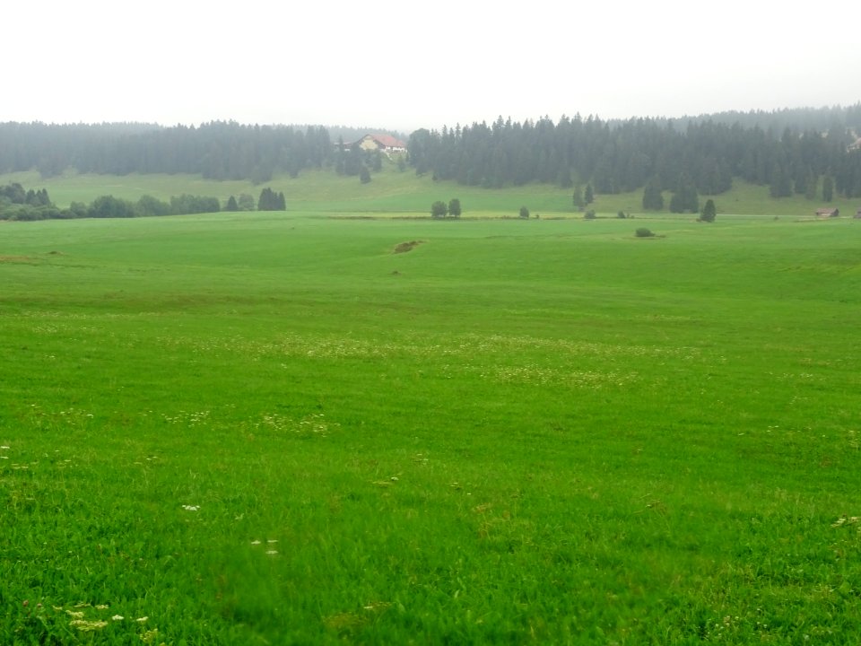 Prairies et forêt de sapins, marais de la Châtagne, Suisse… 