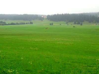 Prairies et forêt de sapins, marais de la Châtagne, Suisse… 