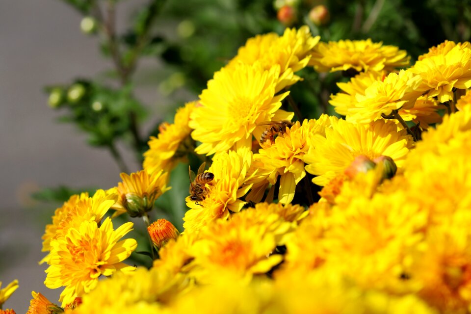 Insects plants autumn