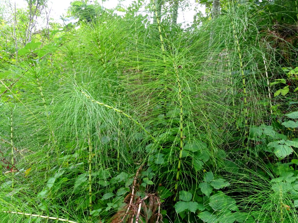 Grande Prêle, Equisetum telmateia, Equisetacées, groupe de… 