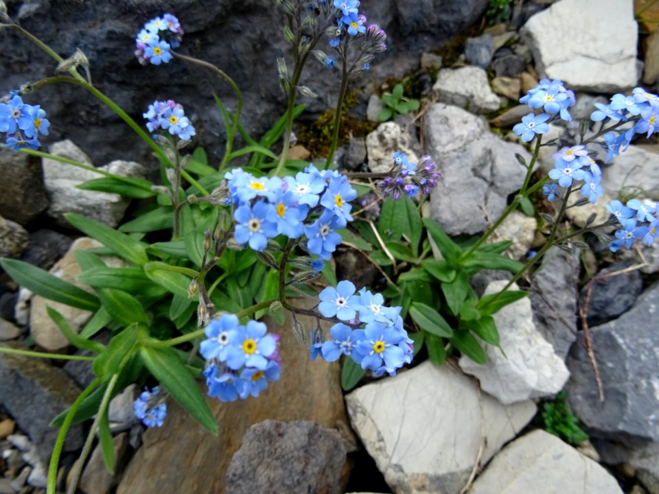Myosotis des Alpes, Myosotis alpestris, Boraginacées 