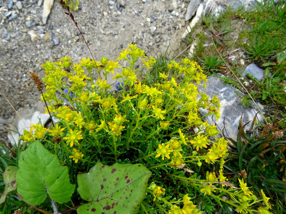 Saxifrage des ruisseaux, Saxifraga aizoides, Saxifragacées… 