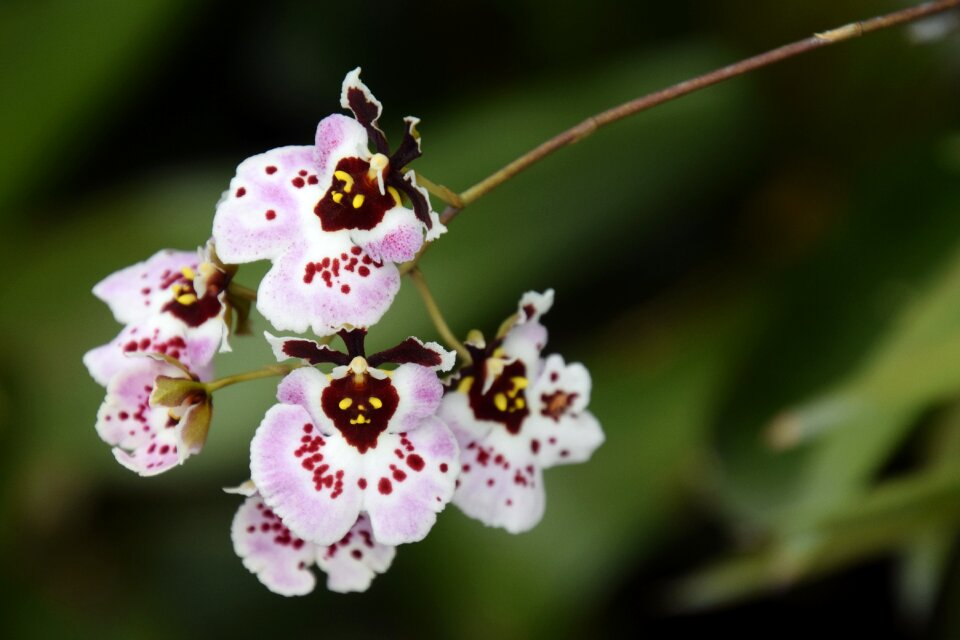 Singapore flower dancing lady