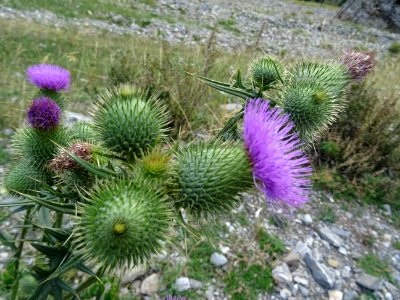 Cirse laineux, Cirsium eriophorum, Asteracées 