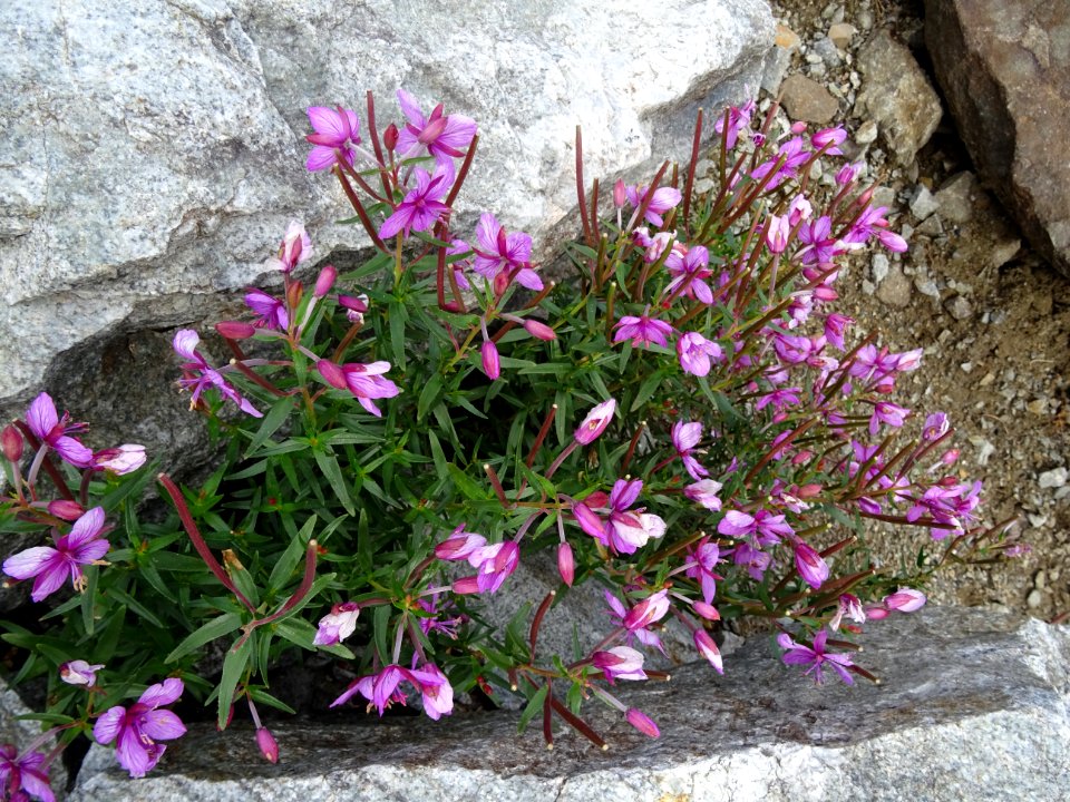 Epilobe de Fleischer ou épilobe des moraines, Epilobium fl… 