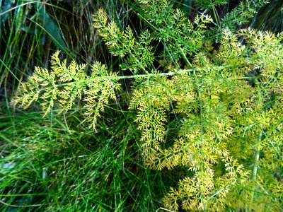 Du jaune et du vert 