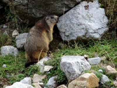 Encore une marmotte bien dodue en cette fin d'été 