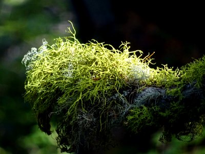 Effet de lumière sur des lichens 