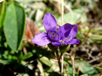 Gentiane champêtre, Gentiana campestris, Gentianacées 