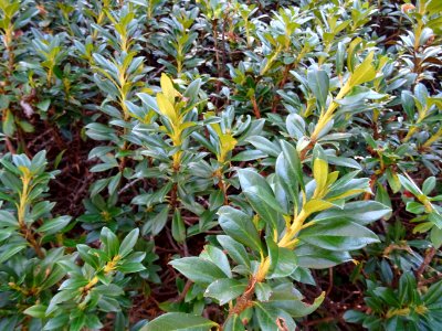 Pousses de rhododendrons 