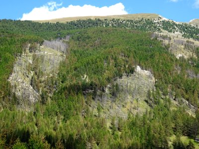 Une partie de la forêt de mélèzes a brûlé sur l'autre vers… 