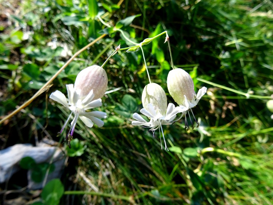 Silène enflé, Silene vulgaris subsp. vulgaris, Caryophylla… 