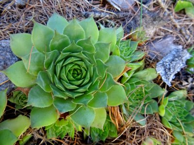 Joubarbe des toits, Sempervivum tectorum subsp. tectorum, … 